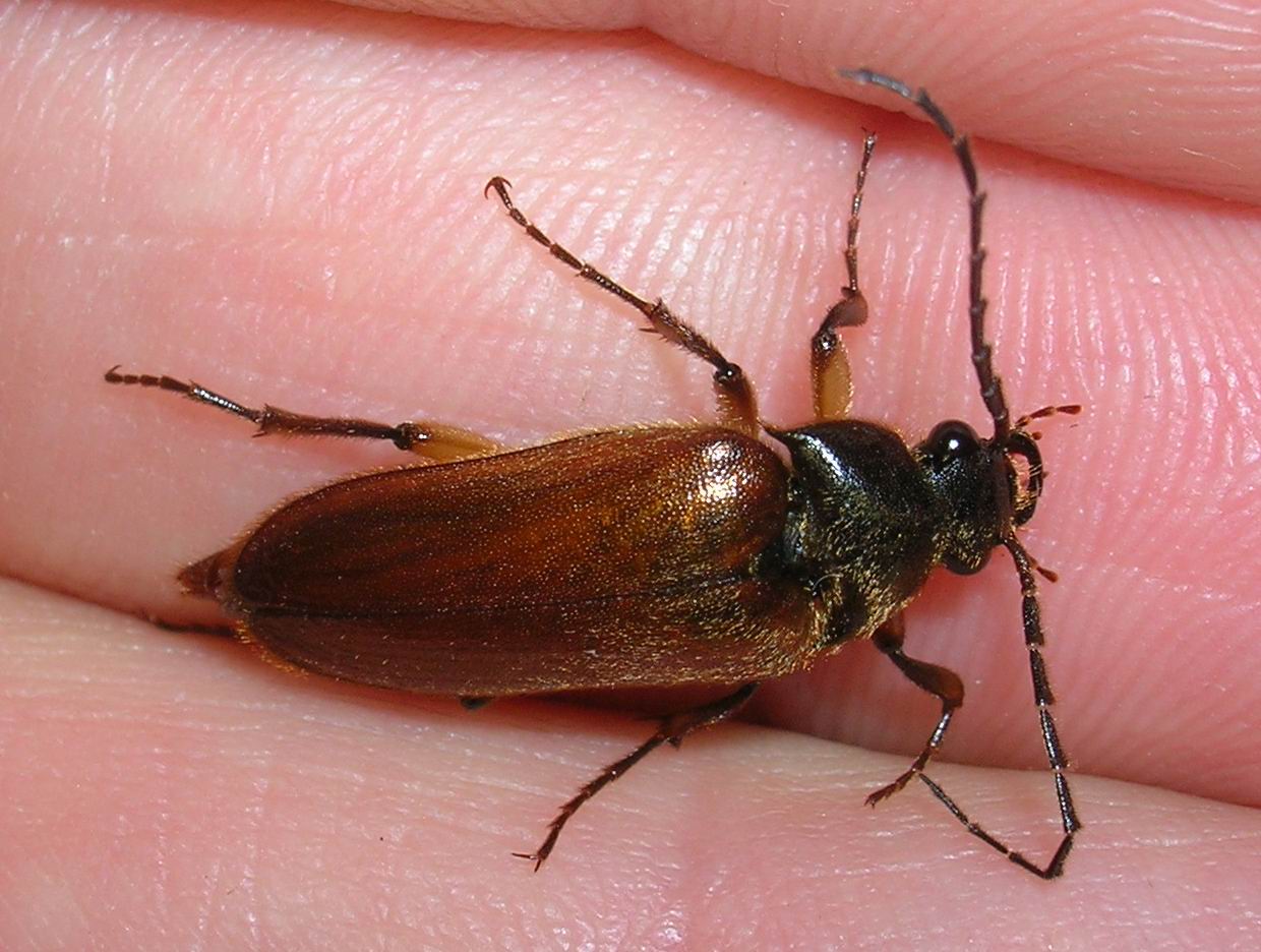 Cebrio dubius